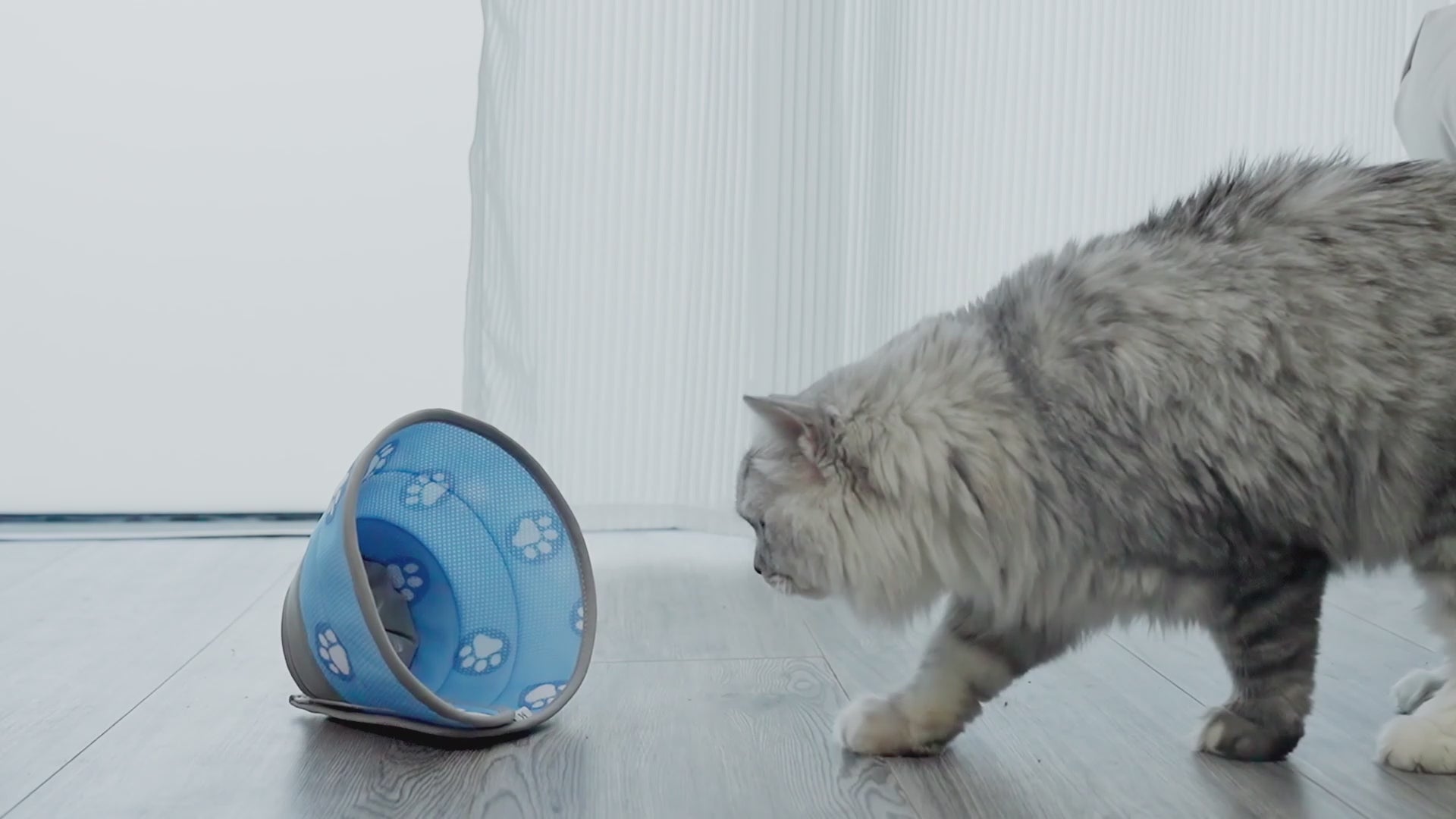 Soft Cat Cone_video-Supet